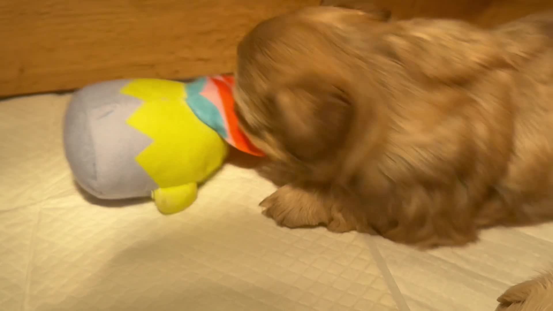 Shih Tzu dogs for sale: Five Pure Shihtzu puppies - Video 1