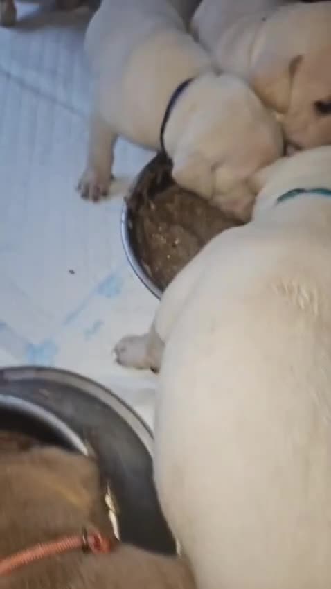 Mixed Breed dogs for sale: Labrador x american bulldog puppies READY NOW!!!  in Market Rasen - Video 1