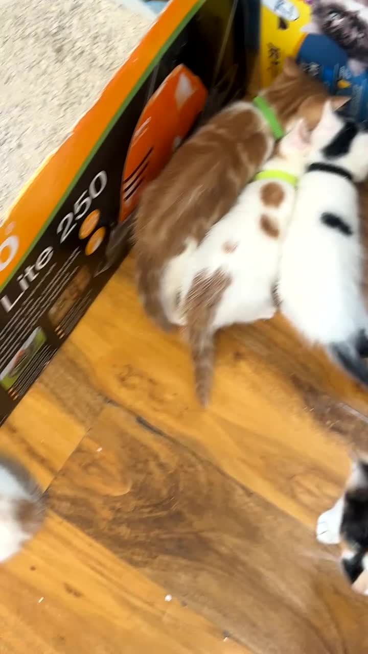 Mixed Breed cats for sale: Beautiful kittens looking for new homes!! - Video 2