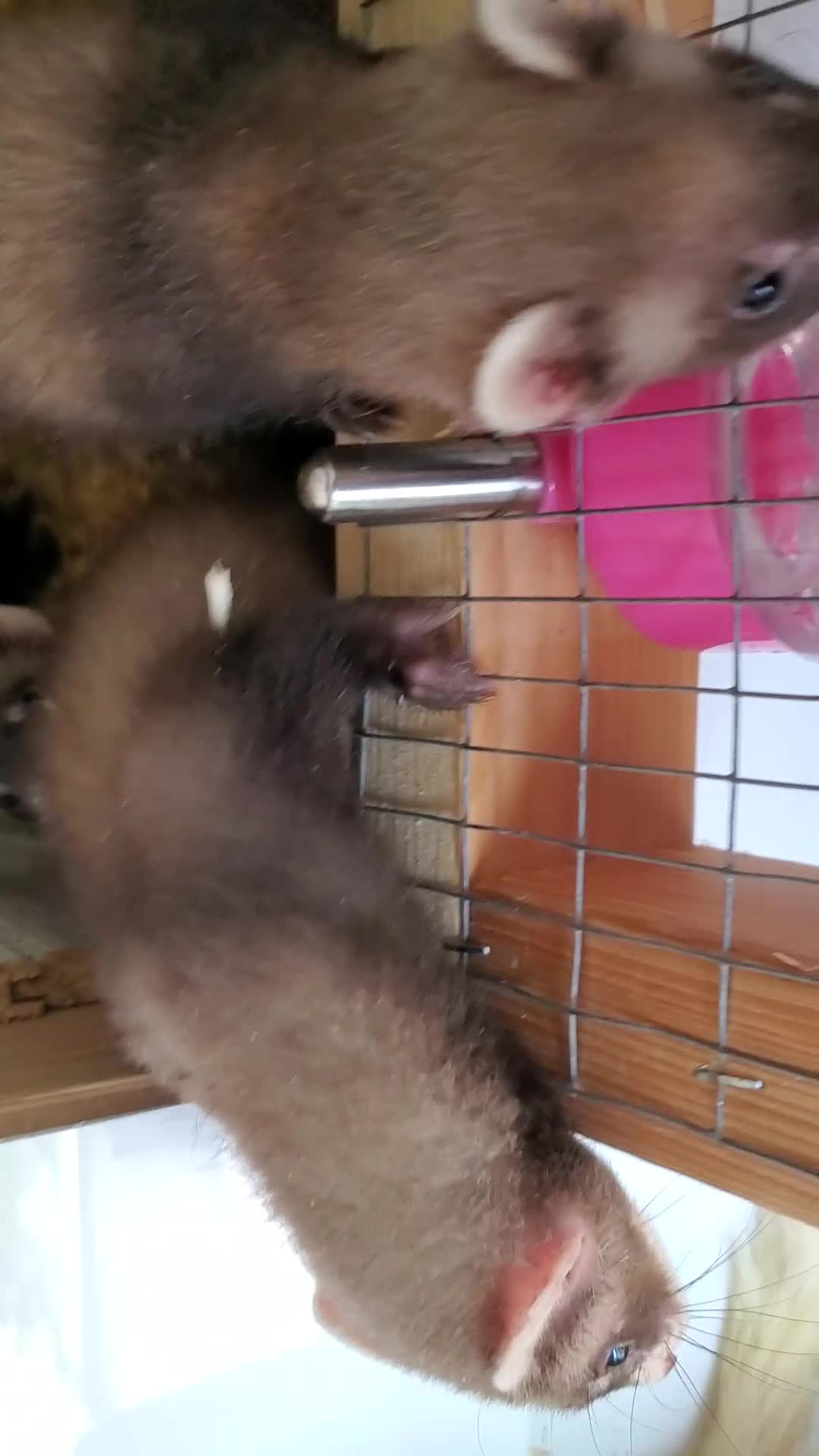 Ferret rodents for sale: Boy and girl ferrets in Wigan - Video 1