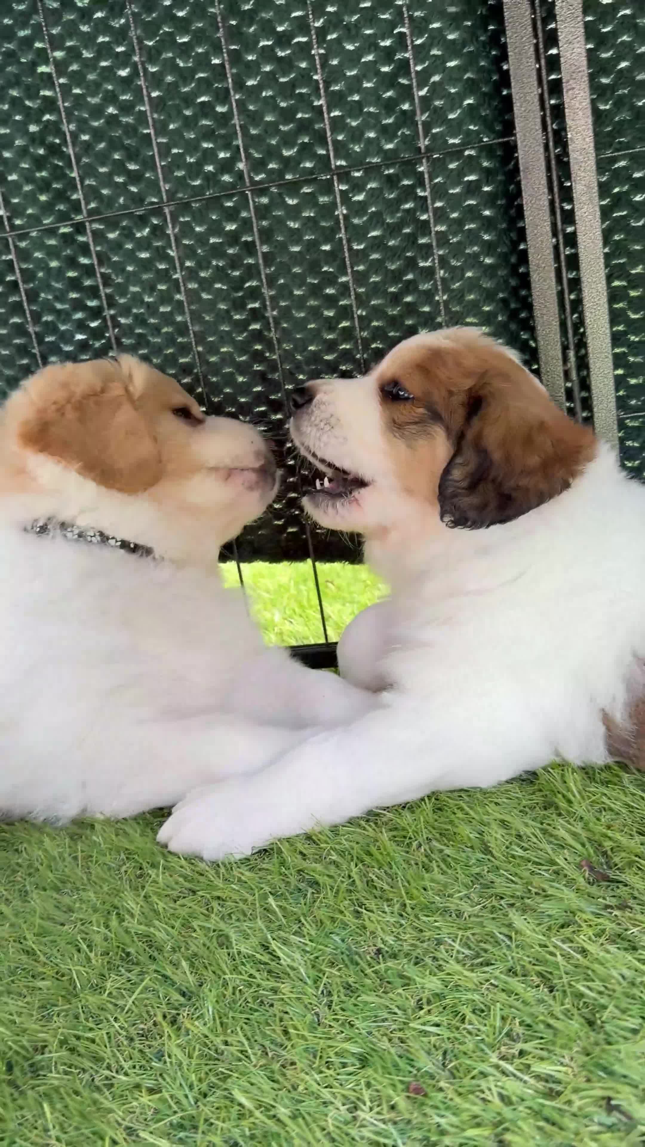 Mixed Breed dogs for sale: Golden Doodle X Pyrenees Puppies Ready next week.  - Video 3