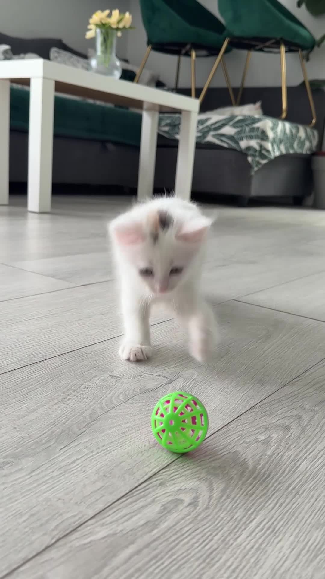Turkish Angora cats for sale: 3 Adorable Kittens - Video 2