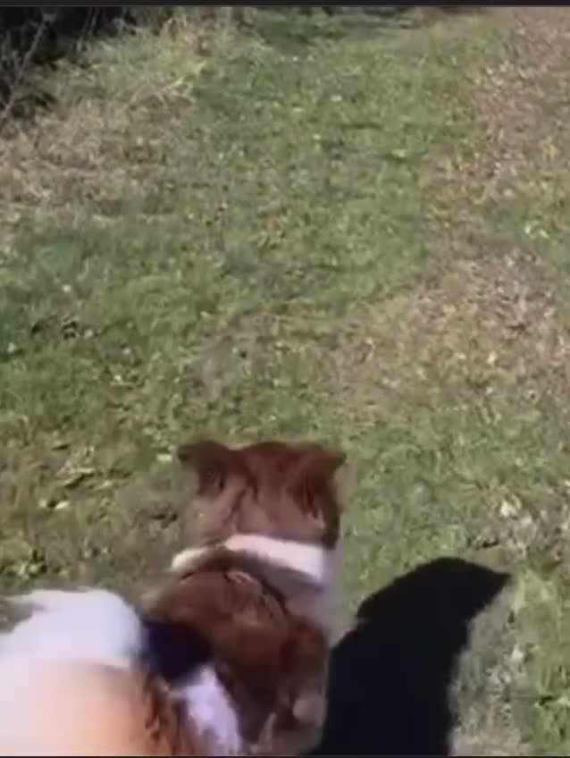 Mixed Breed dogs for sale: Icelandic Sheepdog mixed breed  - Video 1
