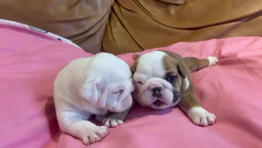 English Bulldog dogs for sale: Stunning Red & White English Bulldog Puppies - Video 1