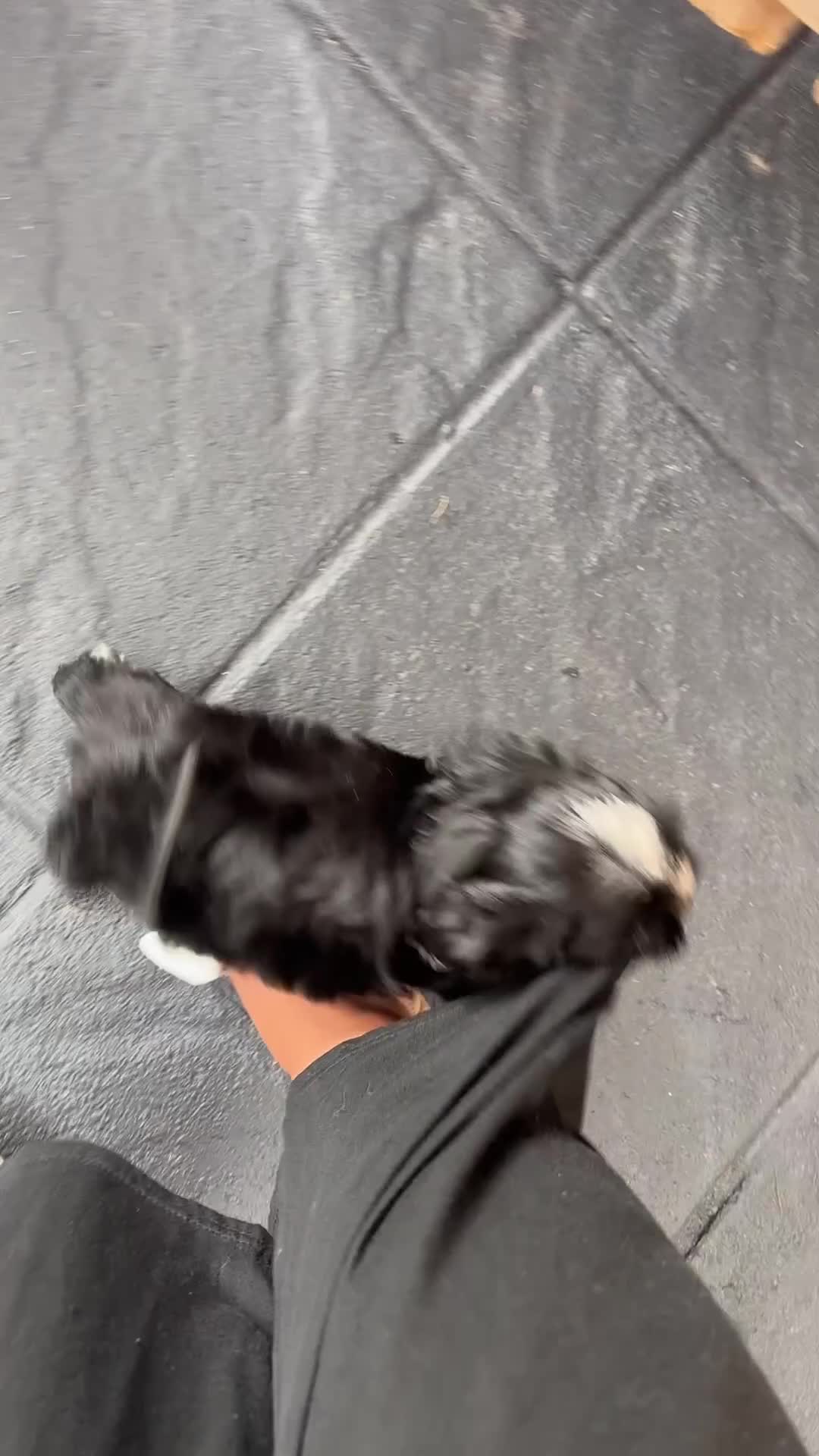 Mixed Breed dogs for sale: READY NOW,super cute maltese/chinese crested pups - Video 2