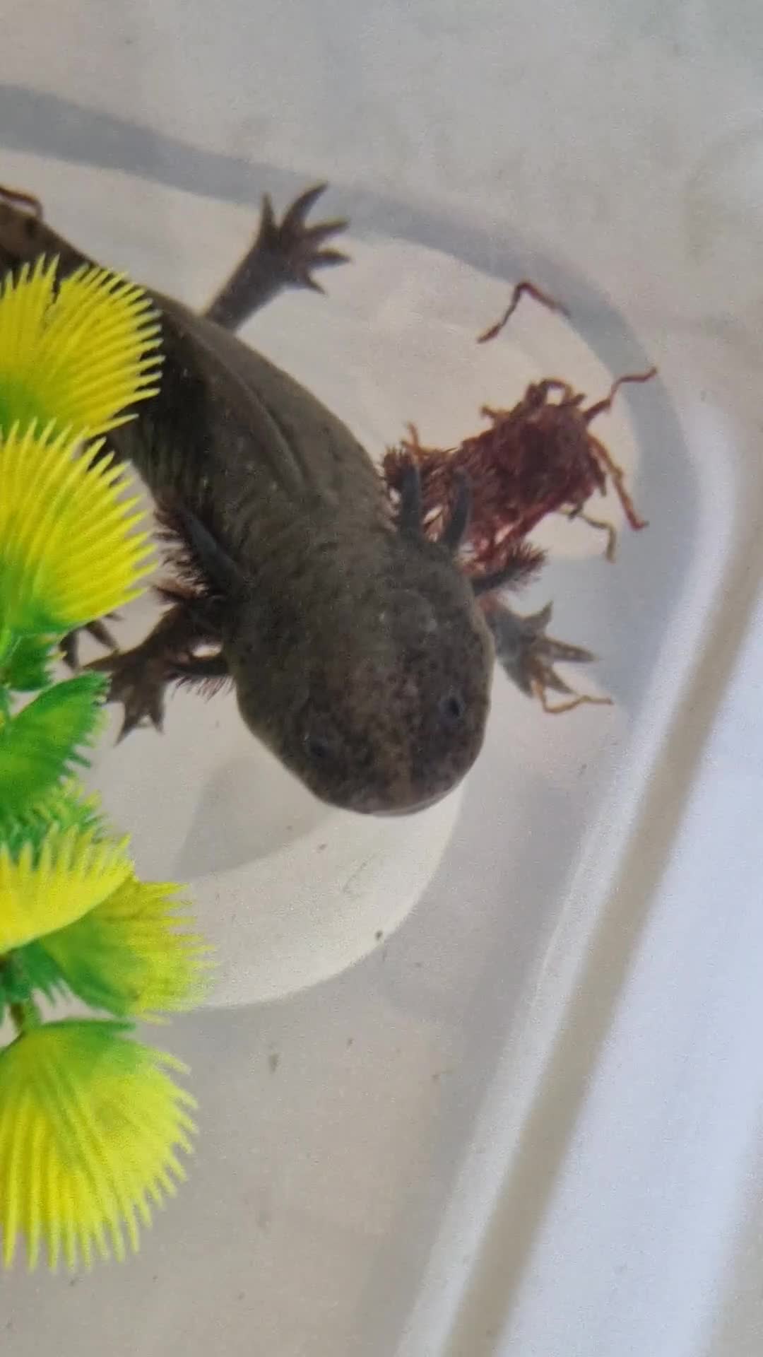 Axolotl reptiles for sale: Axolotl (wild & Leucistic) - Video 1