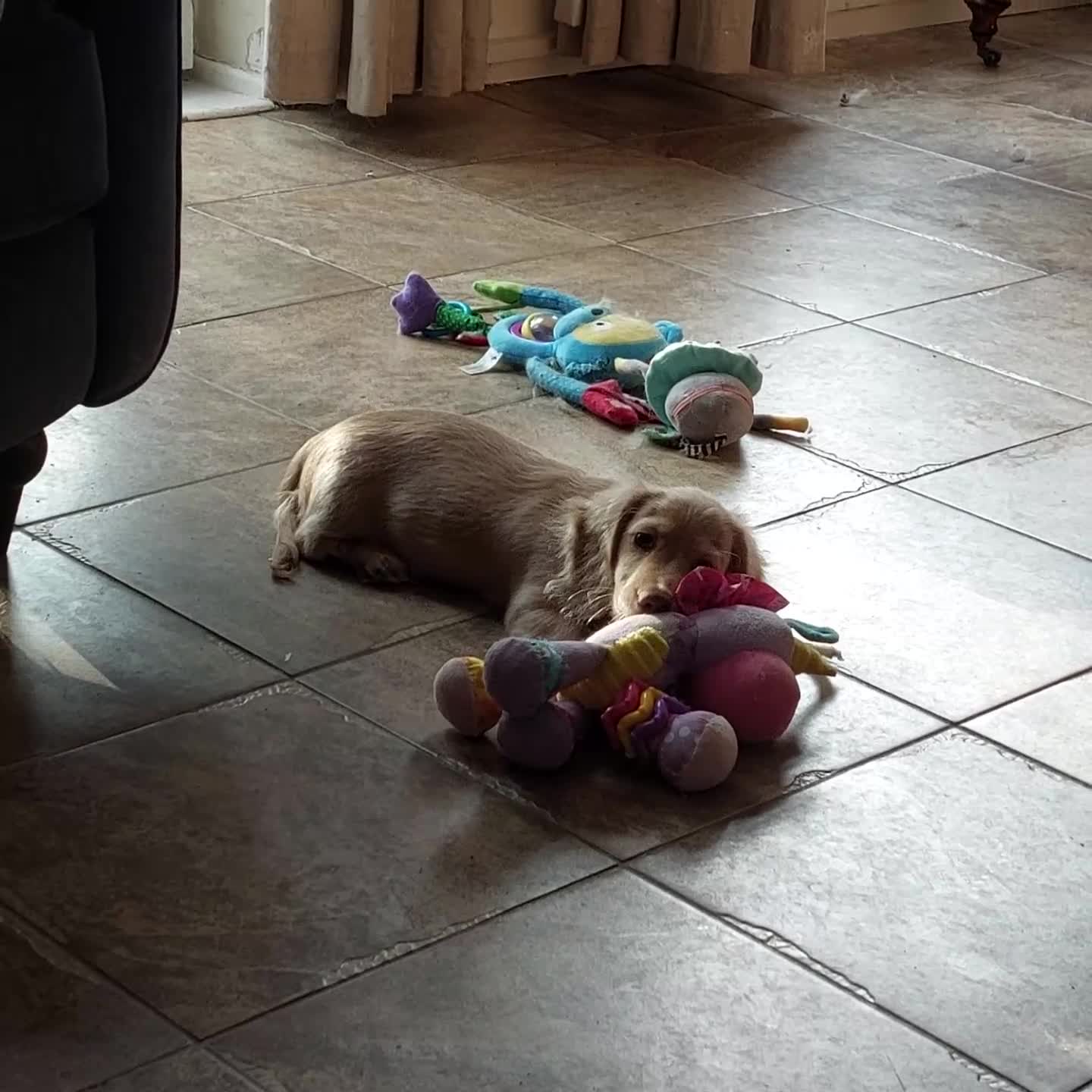 Miniature Dachshund dogs for sale: READY, KC REG PRA CLEAR CREAM MINI L HAIRED DAXI - Video 1