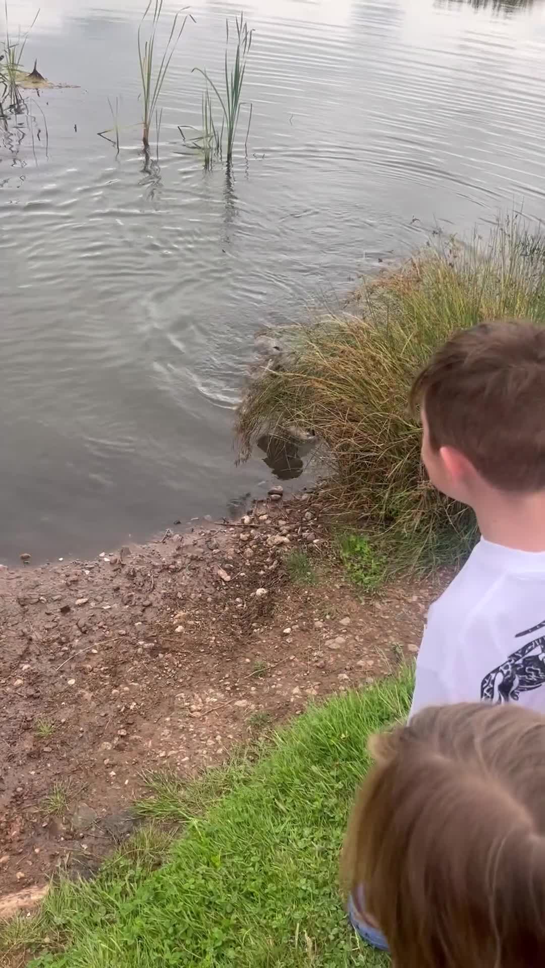 Cocker Spaniel dogs for sale: Rosie - One Year Old - Video 1