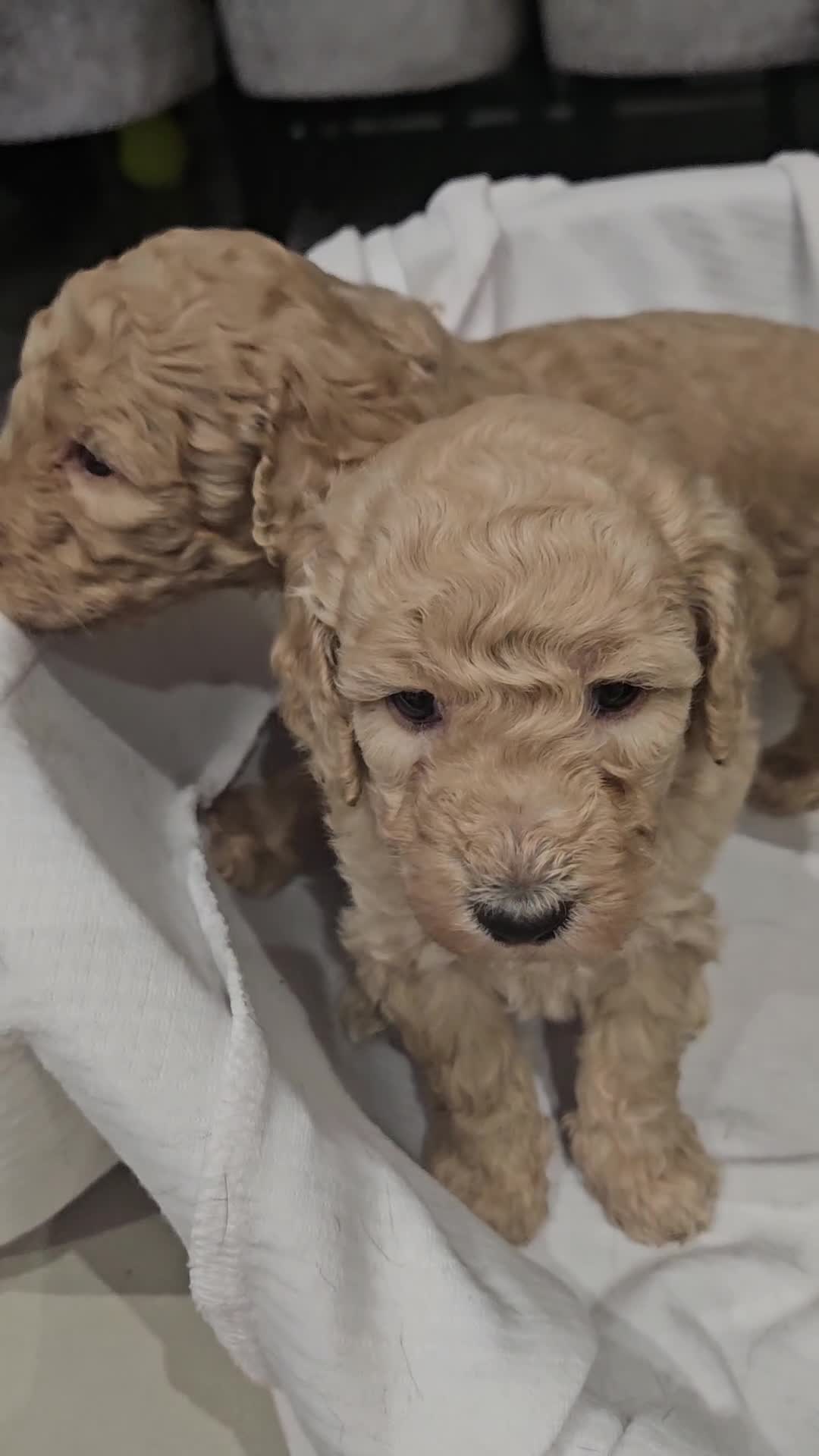 Standard Poodle dogs for sale: Stunning 5* Standard chunky poodle puppies 🐶  - Video 1
