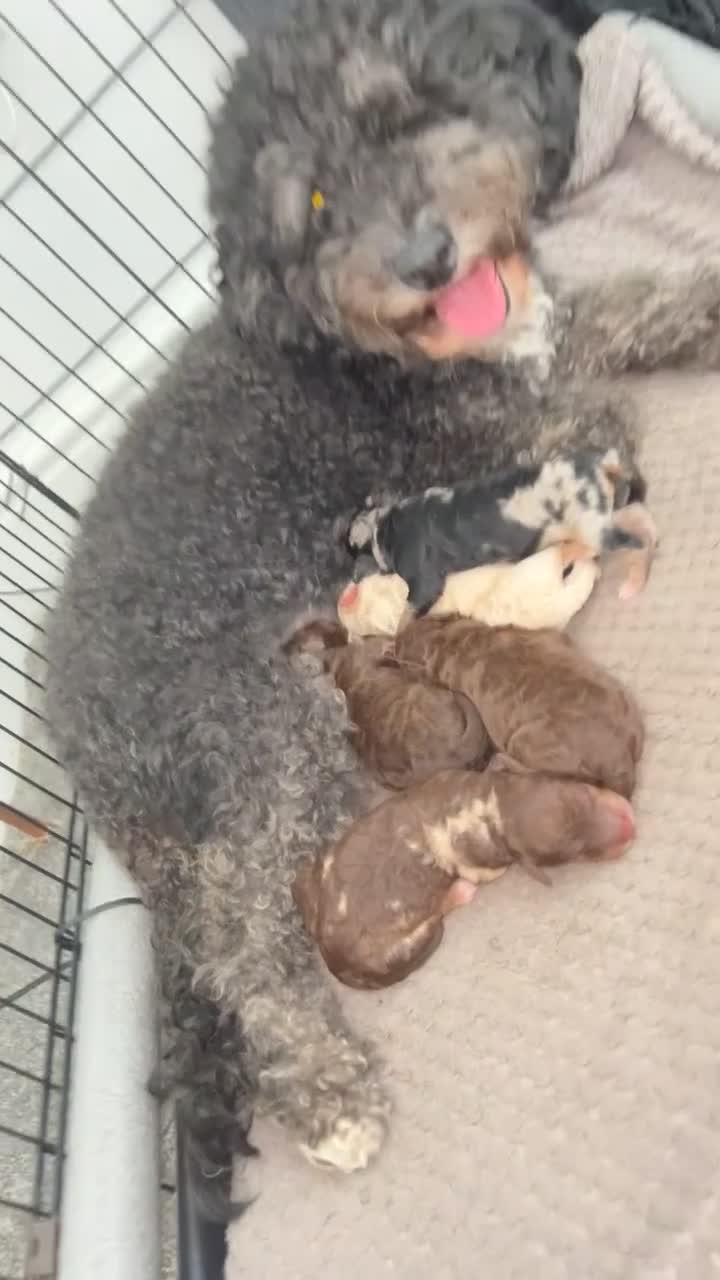 Sheepadoodle dogs for sale: Sheepadoodle puppies  - Video 1