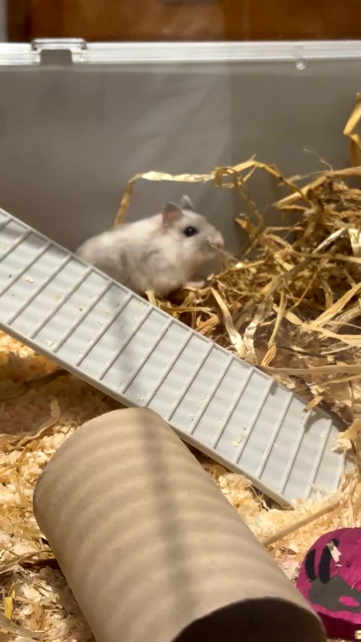 Hamster rodents for sale: Dwarf hamster  - Video 3