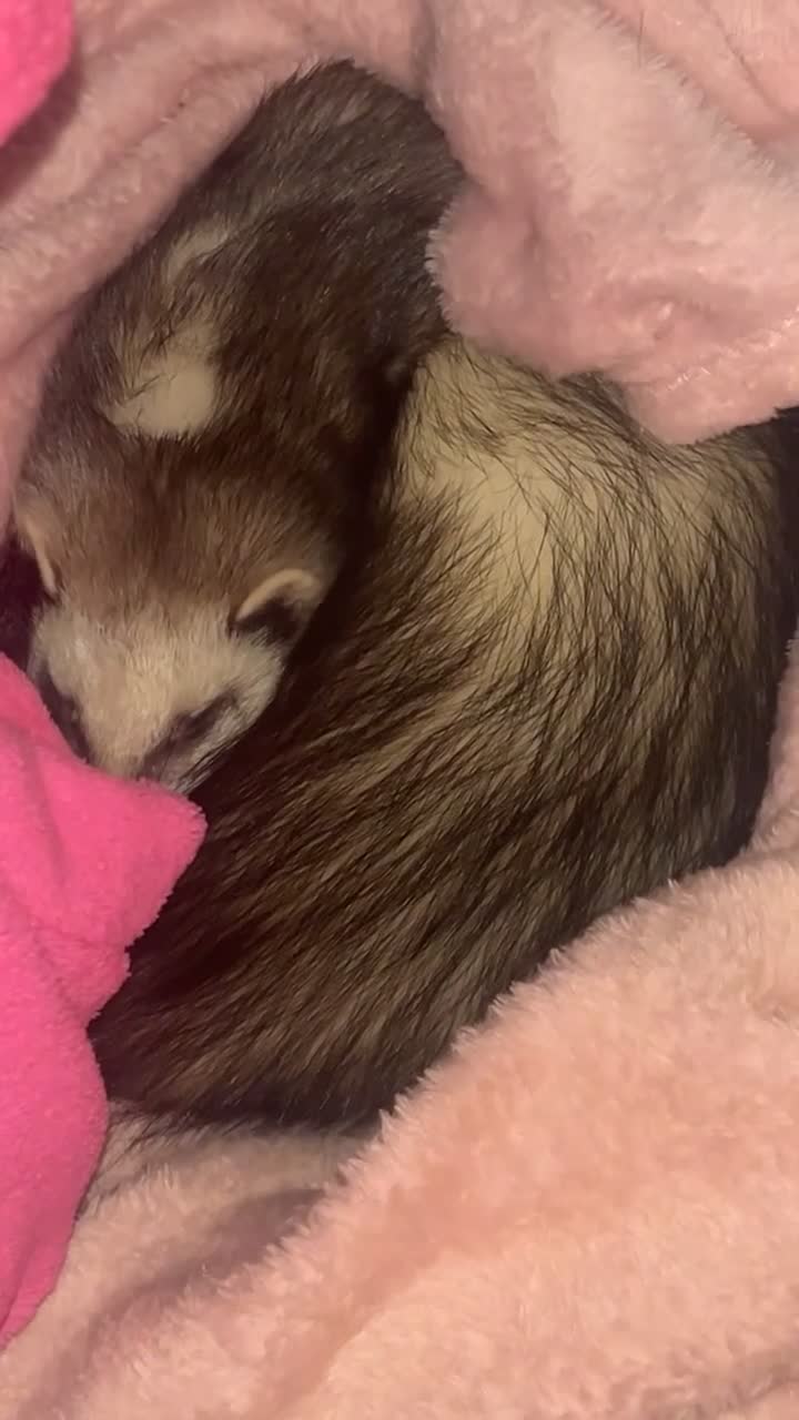 Ferret rodents for sale: 2 Jill ferrets in Bristol - Video 2