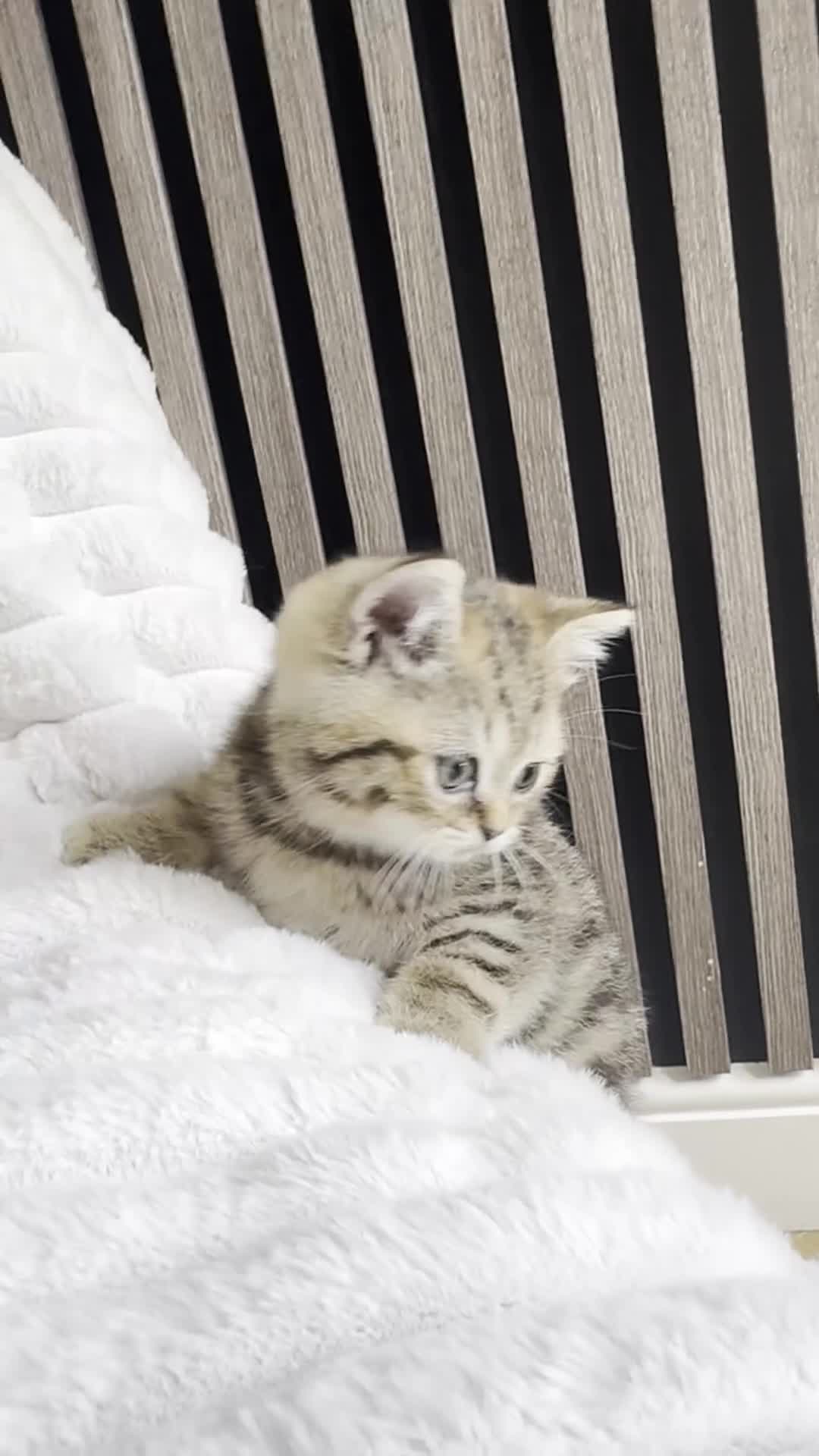 British Shorthair cats for sale: ❤️😻Stunning PEDIGREE BRITISH SHORTHAIRS ❤️❤️😍 - Video 1