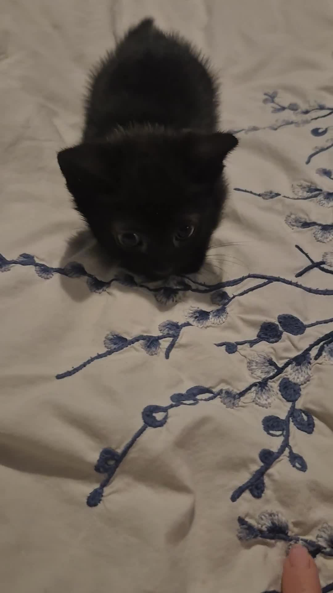 Mixed Breed cats for sale: 1 little guy left - Video 1