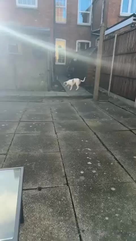 Mixed Breed dogs for adoption: Pumpkin for adoption in Greenford - Video 1