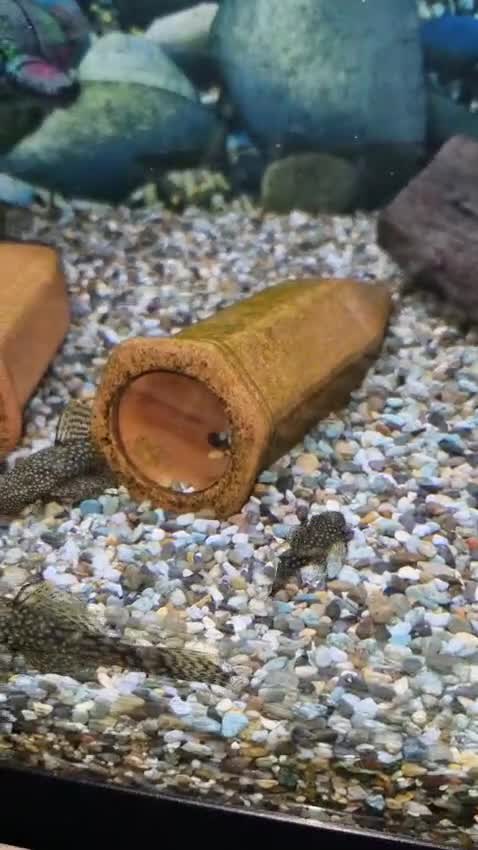 Plecos fish for sale: Bristlenoses - Video 1