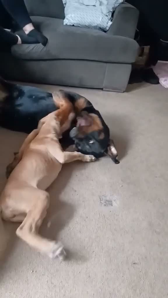 Mixed Breed dogs for sale: Beautiful saluki cross girl - Video 1