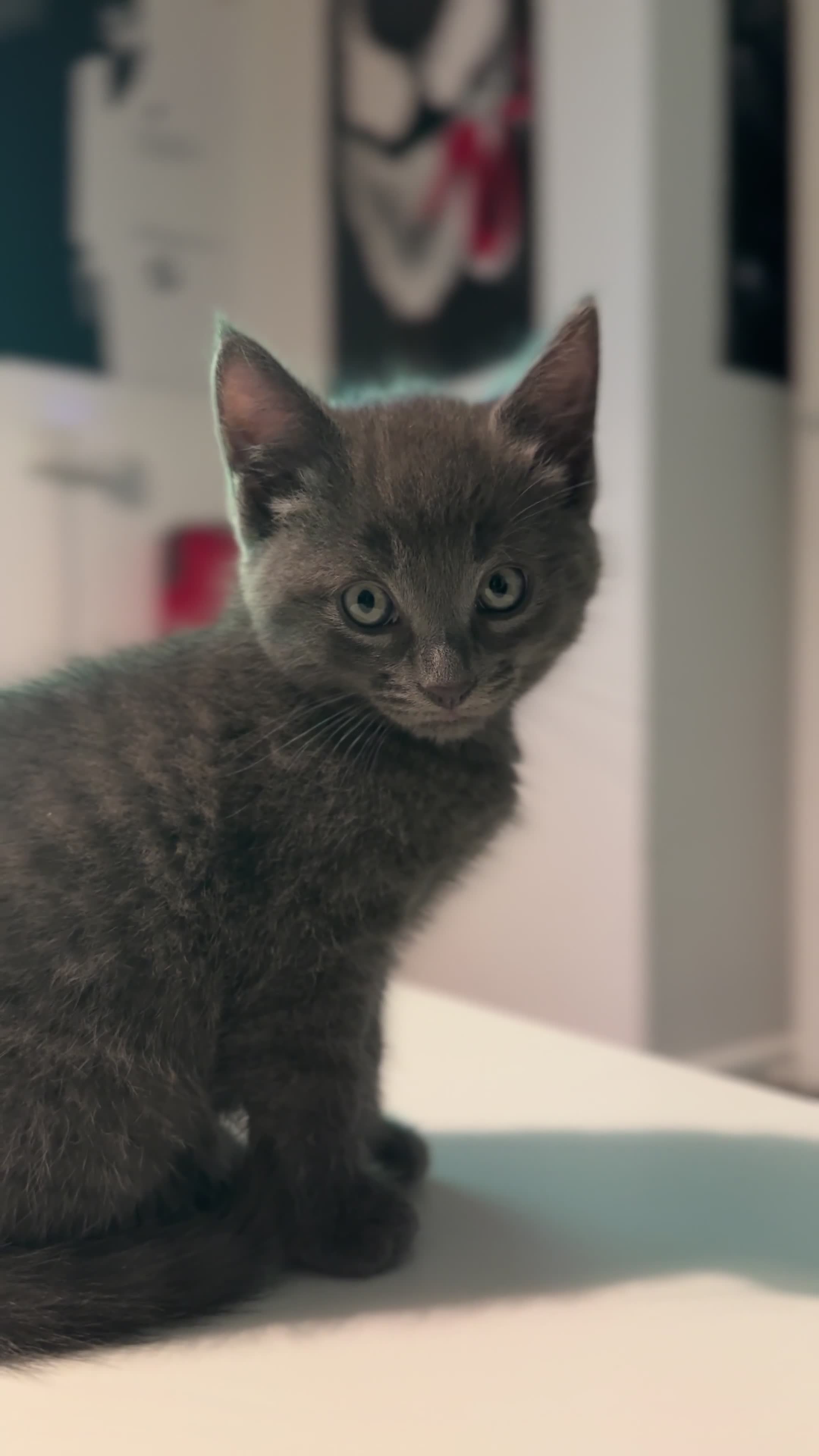 Mixed Breed cats for sale: curly eared mixed with british shorthair - Video 3