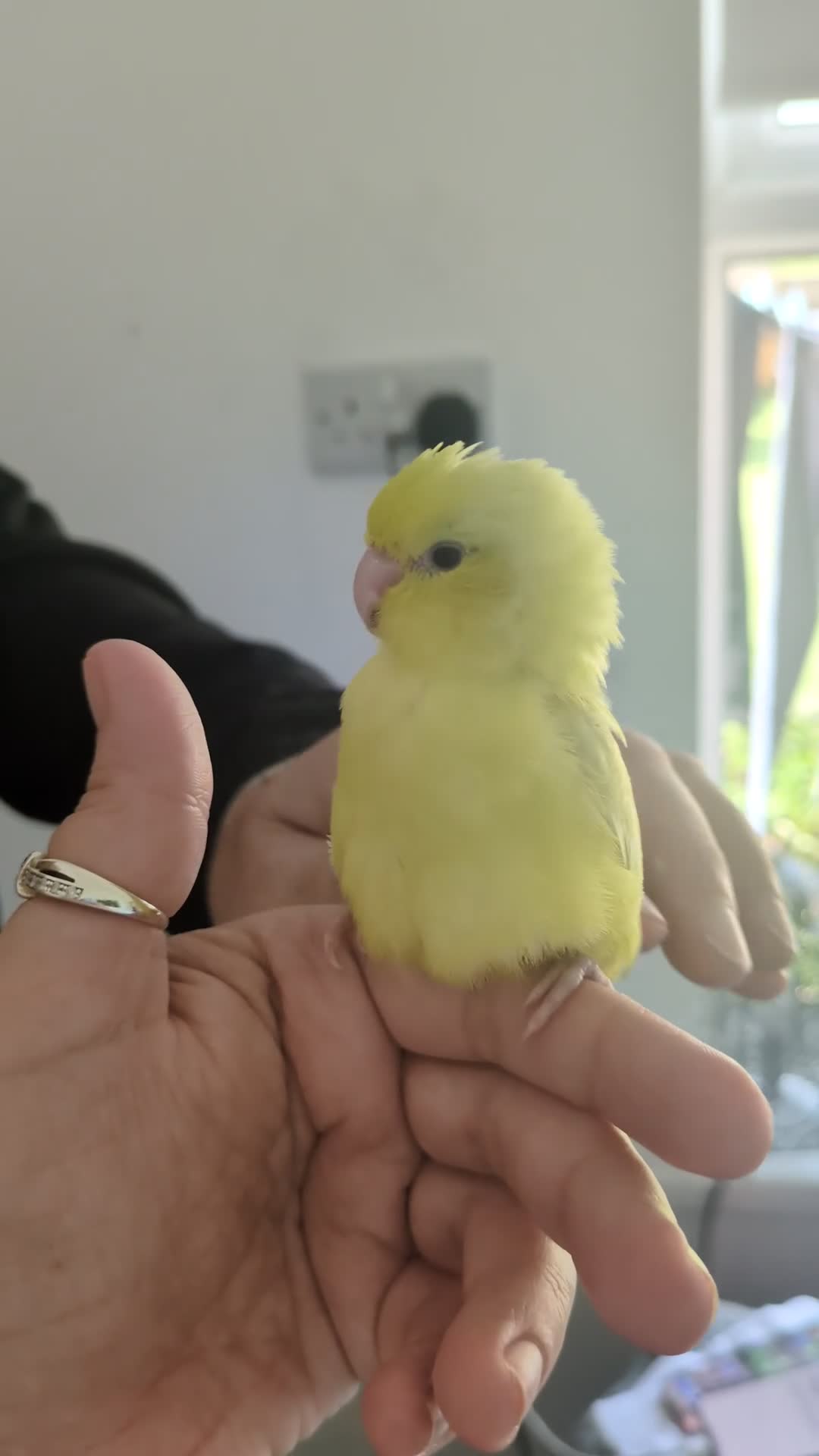 Parakeets birds for sale: Handtame parrotlet - Video 2