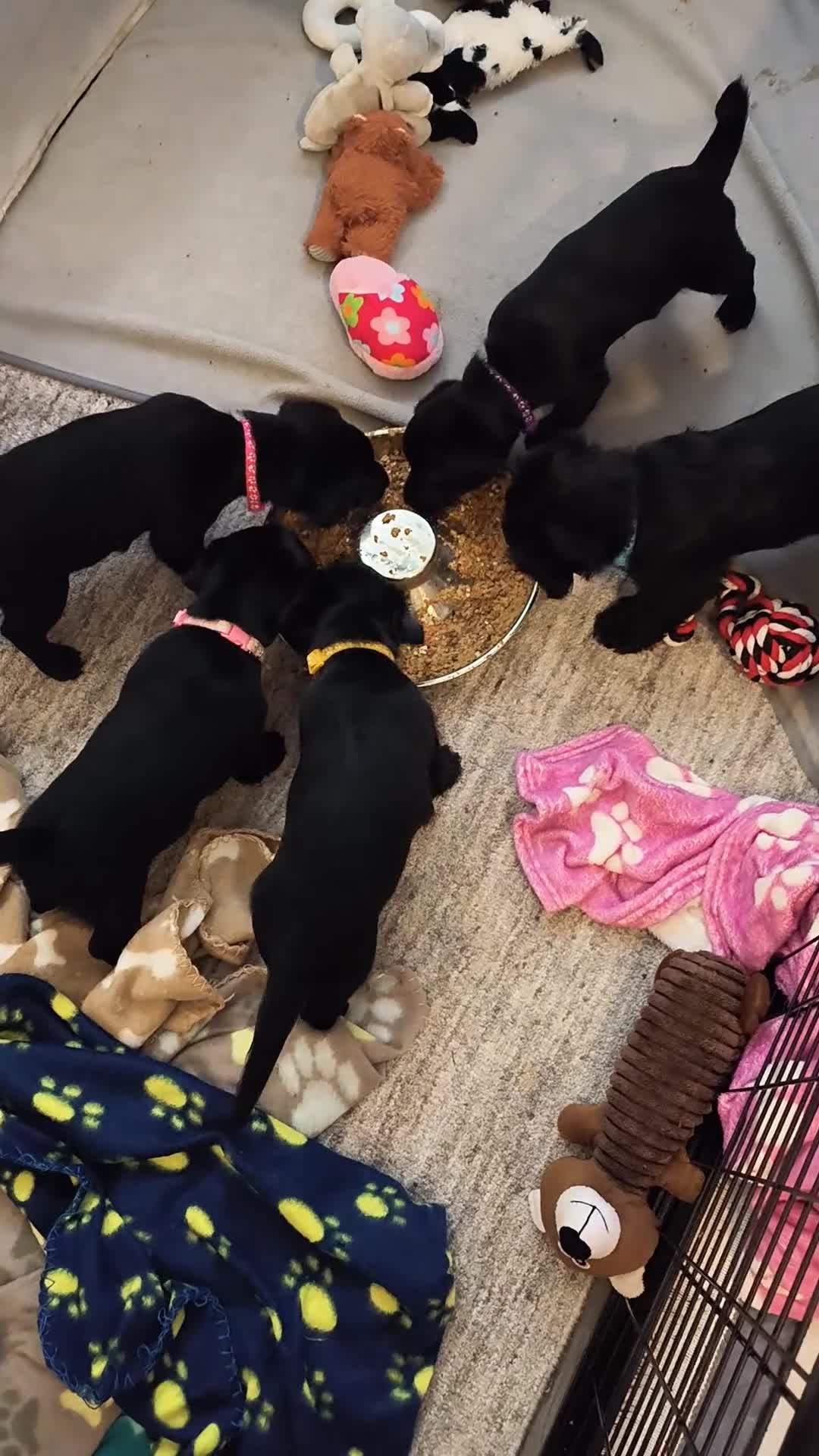 Mixed Breed dogs for sale: Patterdale terrier puppies  - Video 1