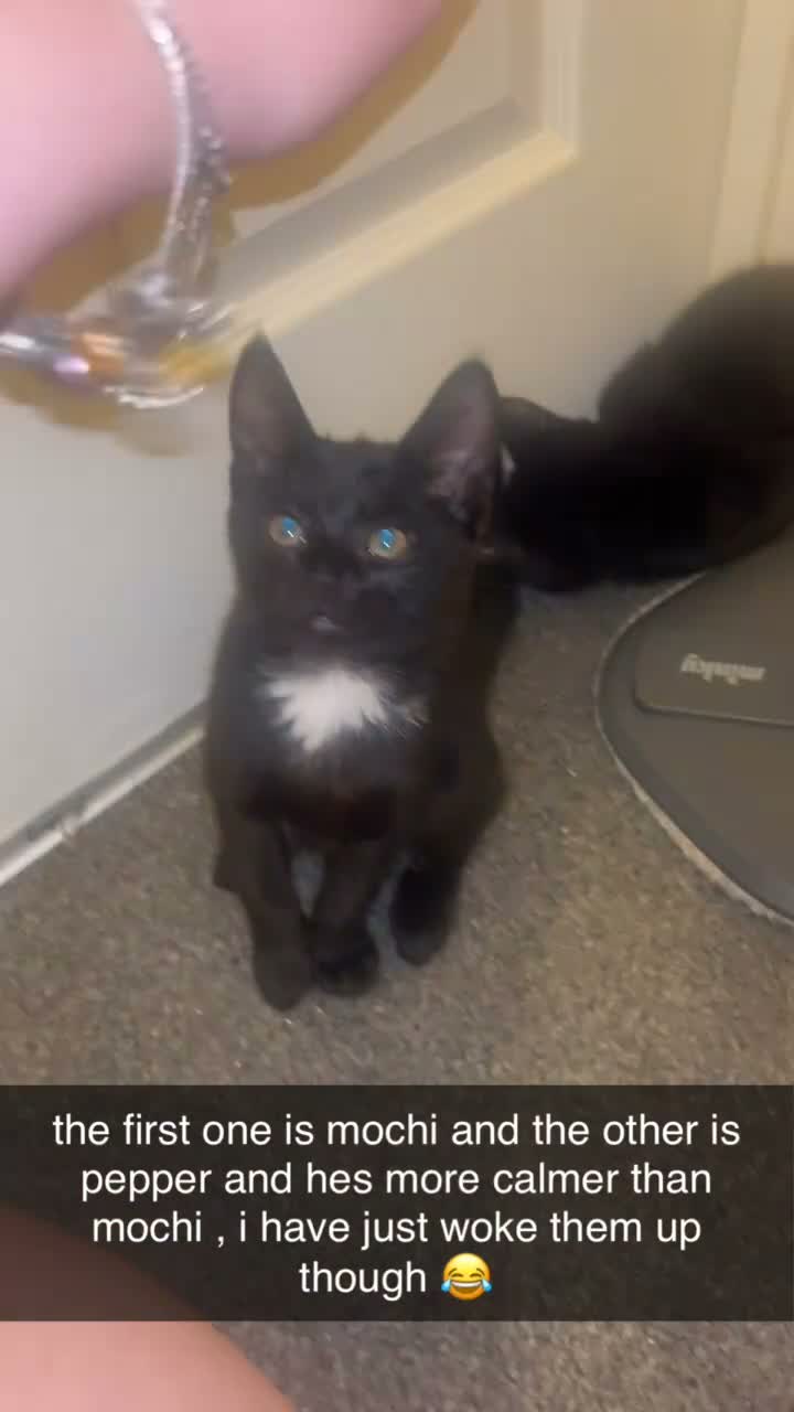 Domestic Shorthair cats for sale: 2 beautiful male tuxedo kittens🩷 - Video 2