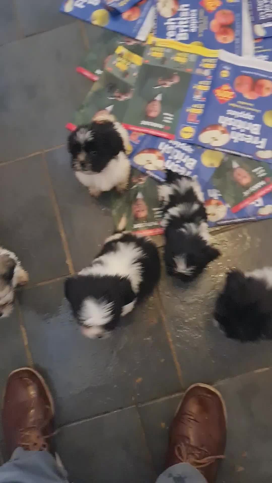 Mixed Breed dogs for sale: Tebetan terrier x shih tzu  - Video 1
