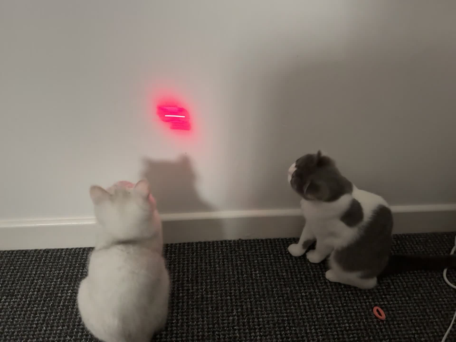 British Shorthair cats for stud: GCCF Registered British Shorthair Stud - Video 1