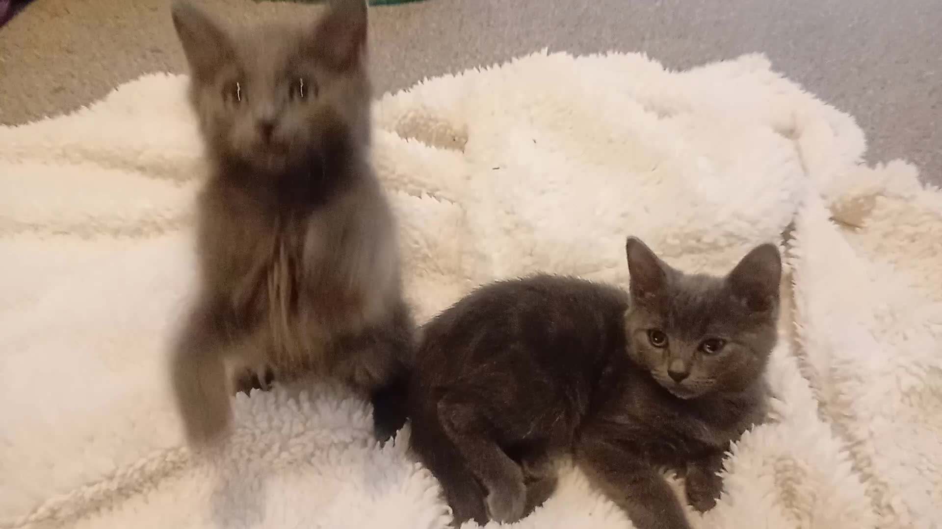 Russian Blue cats for sale: Russian blue Scottish fold mix stunning breed  - Video 3