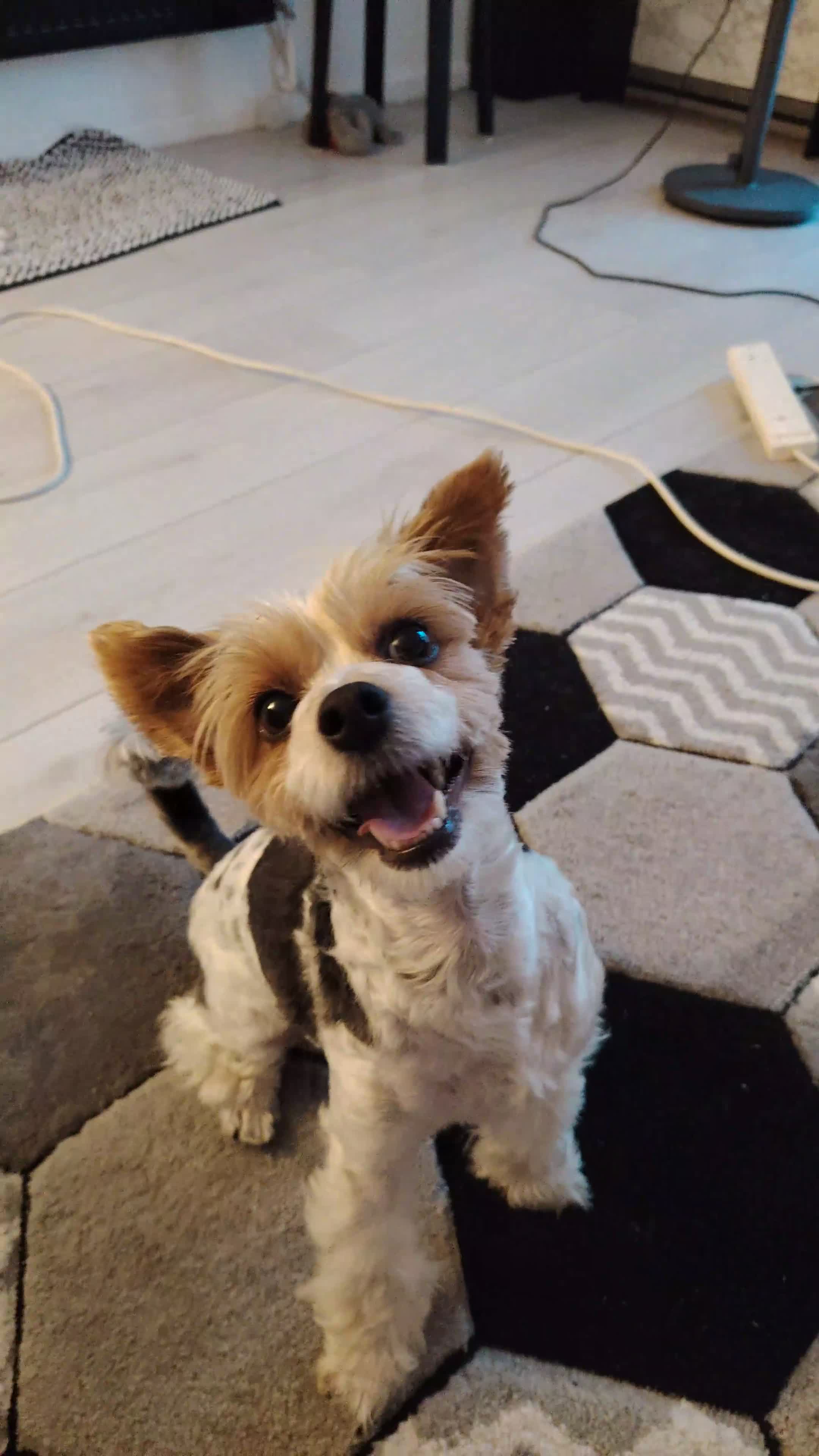 Biewer Terrier dogs for sale: Lovely biewer terrier  - Video 1