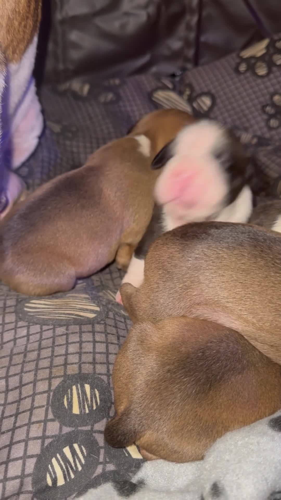 Staffordshire Bull Terrier dogs for sale: Stunning Staffy x Pups - Video 1