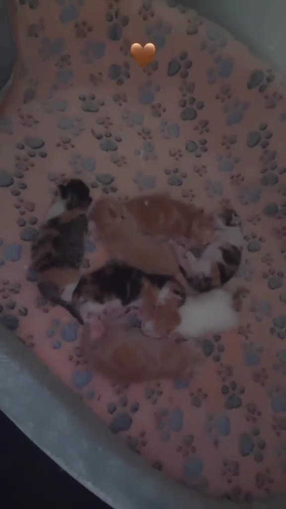 Mixed Breed cats for sale: Adorable Kittens Looking for Their Forever Homes🐾 - Video 2