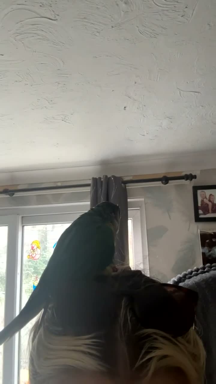 Conures birds for sale: Hand tamed beautiful conure - Video 2