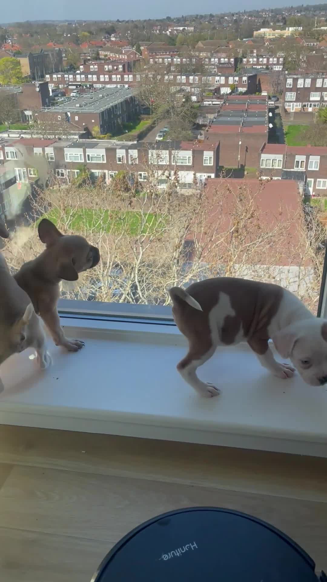 Mixed Breed dogs for sale: 1/7 gorgeous rare French American Bulldogs - Video 1