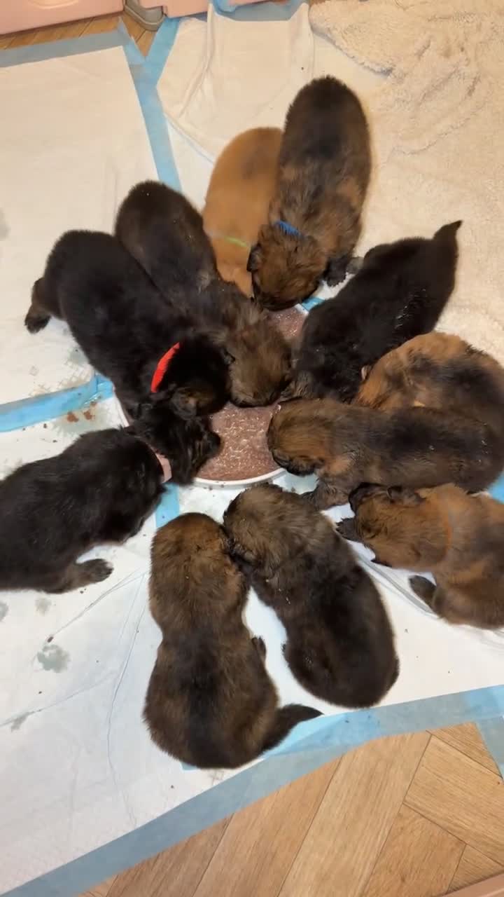 German Shepherd dogs for sale: 🐾 Beautiful German Shepherd puppies🐾 - Video 1
