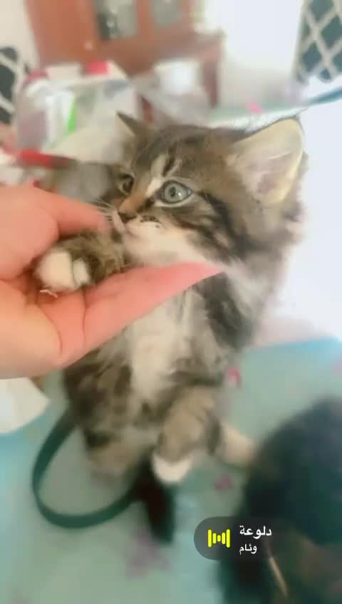 British Shorthair cats for sale: Cats for sale - Video 1