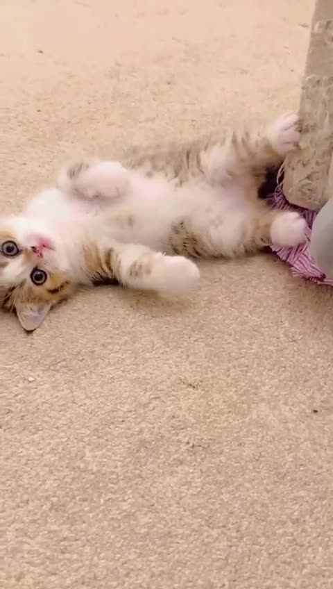 British Shorthair cats for sale: Scottish short hair kitten - Video 1