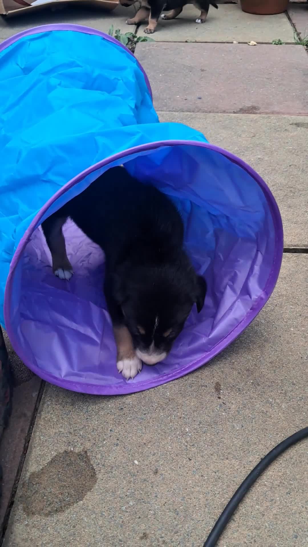 Mixed Breed dogs for sale: Gorgeous active kelpie x collie pups in Waterlooville - Video 2