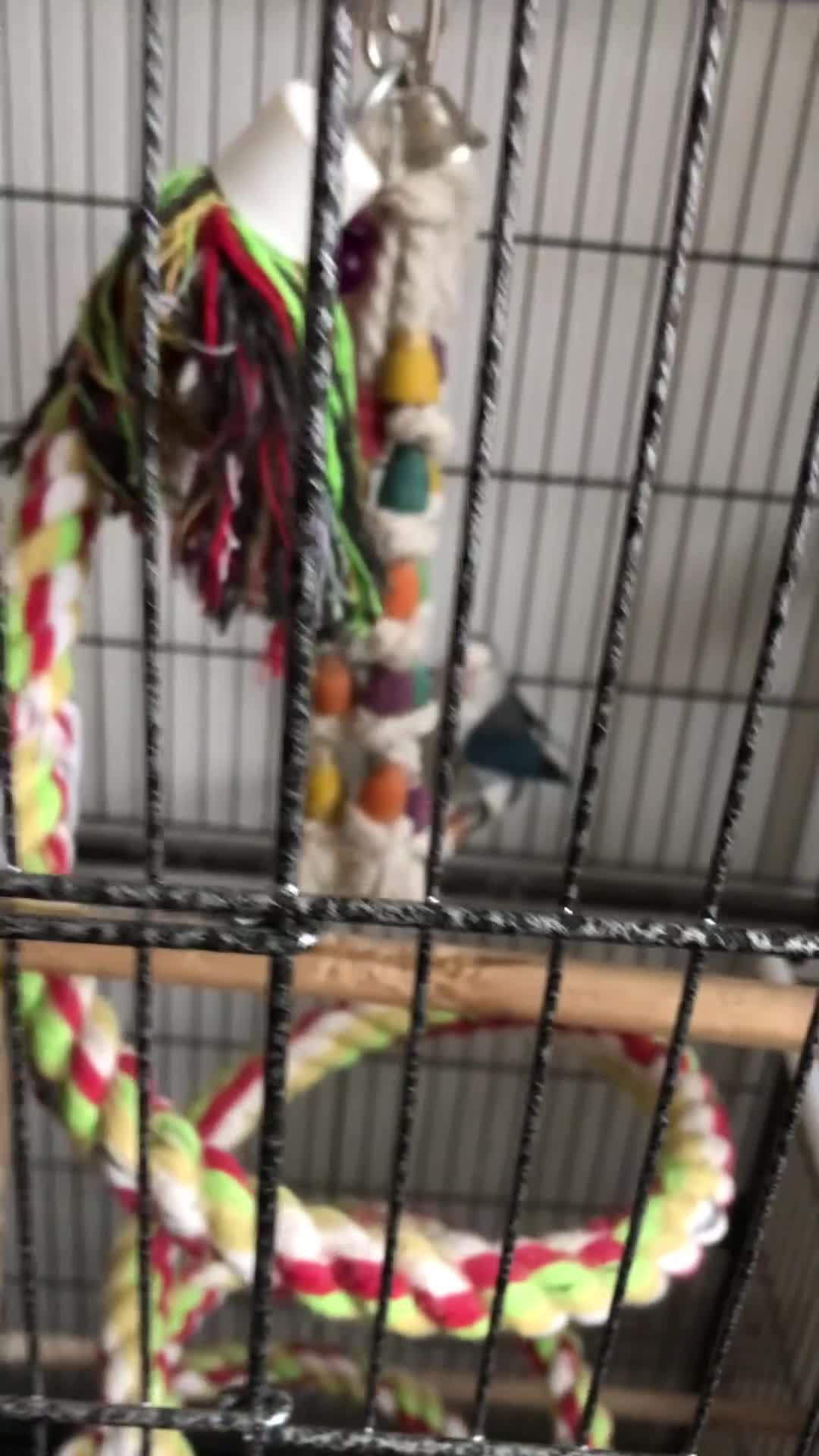 Lovebirds birds for sale: Lovebirds  - Video 1