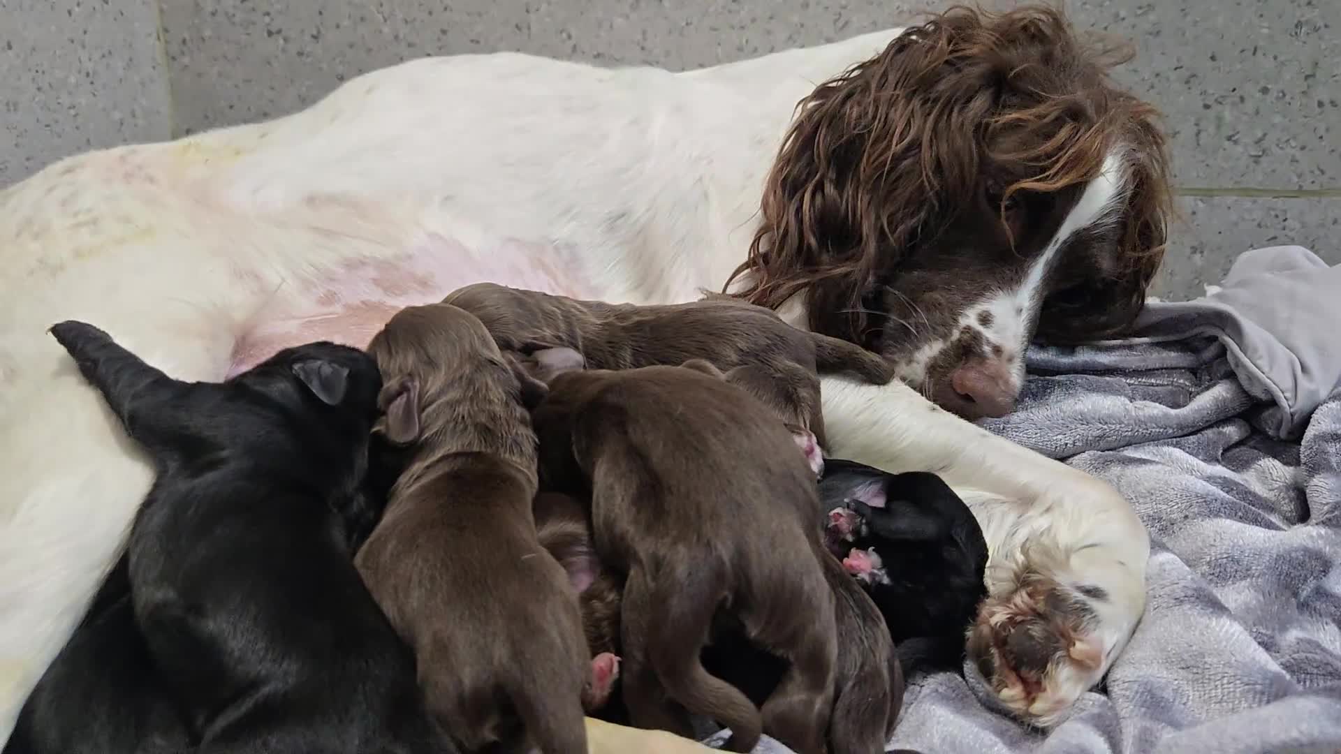 Sprocker dogs for sale: Sprocker Spaniel puppies  - Video 1