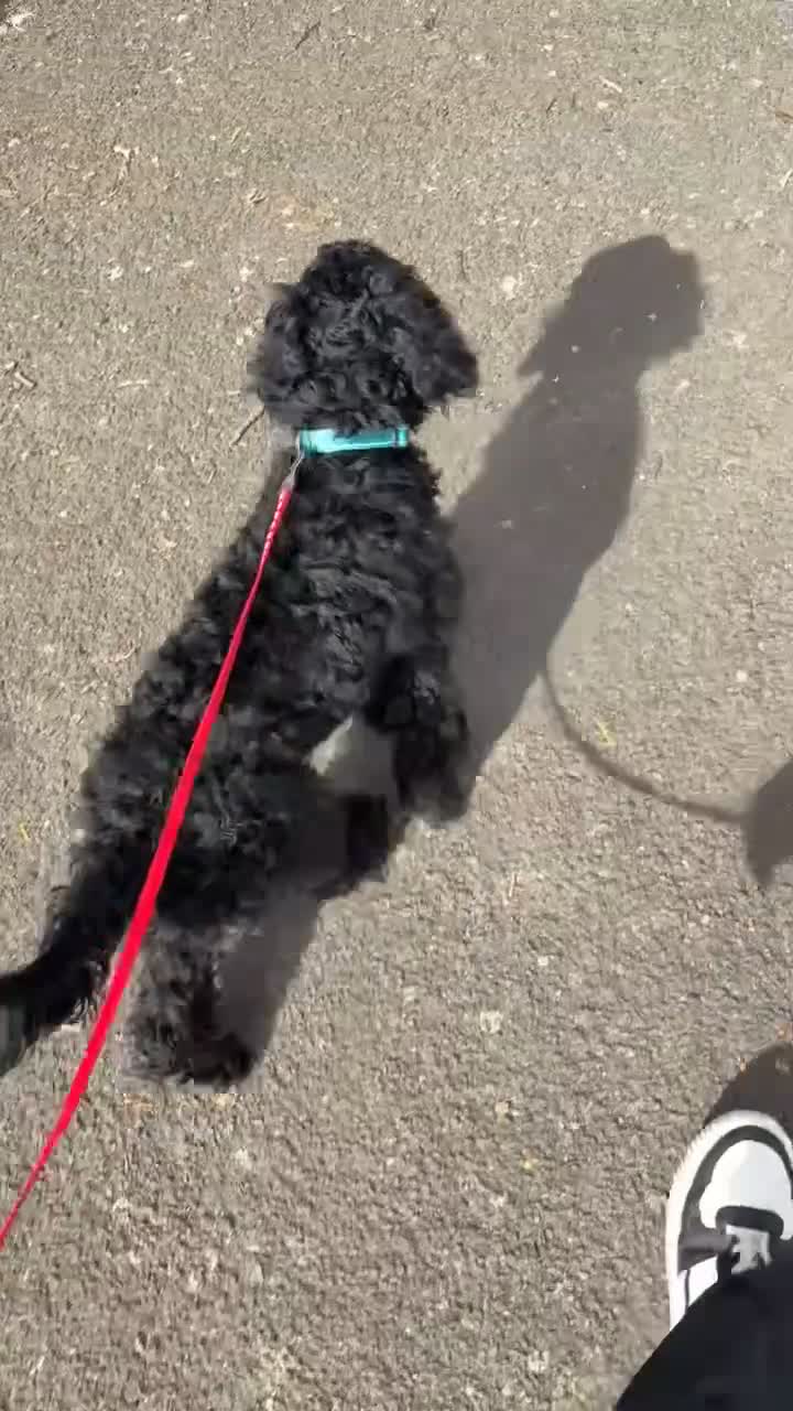 Cockapoo dogs for sale: 9 month old Cockapoo boy  - Video 1