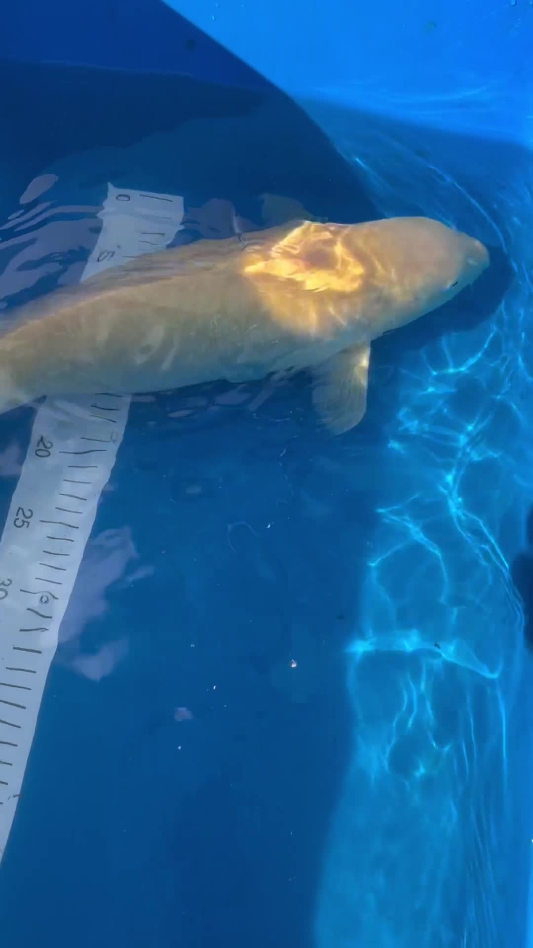 Koi Carp fish for sale: Marudo karashigoi - Video 3