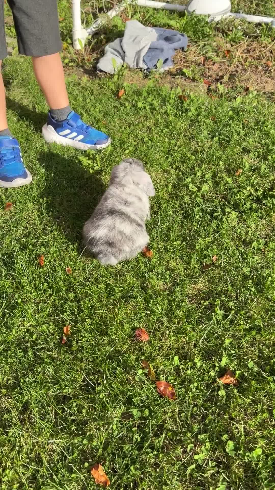 Mini Lop rabbits for sale: Beautiful baby male blue otter Mini Lop - Video 1