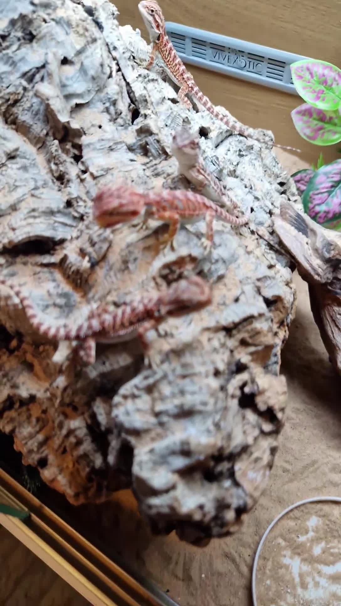 Bearded Dragon reptiles for sale: Baby beardes dragons for sale  - Video 2