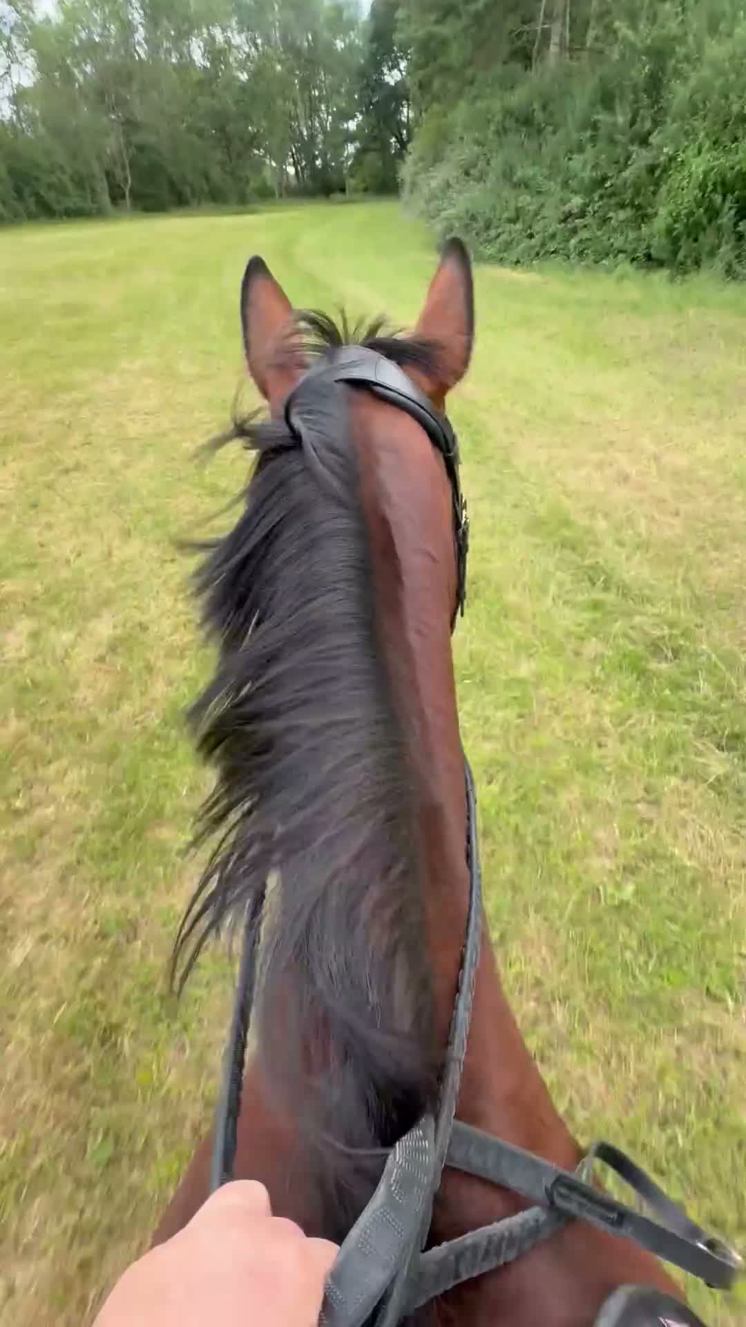 Connemara horses for sale: Genuine allrouder  - Video 4