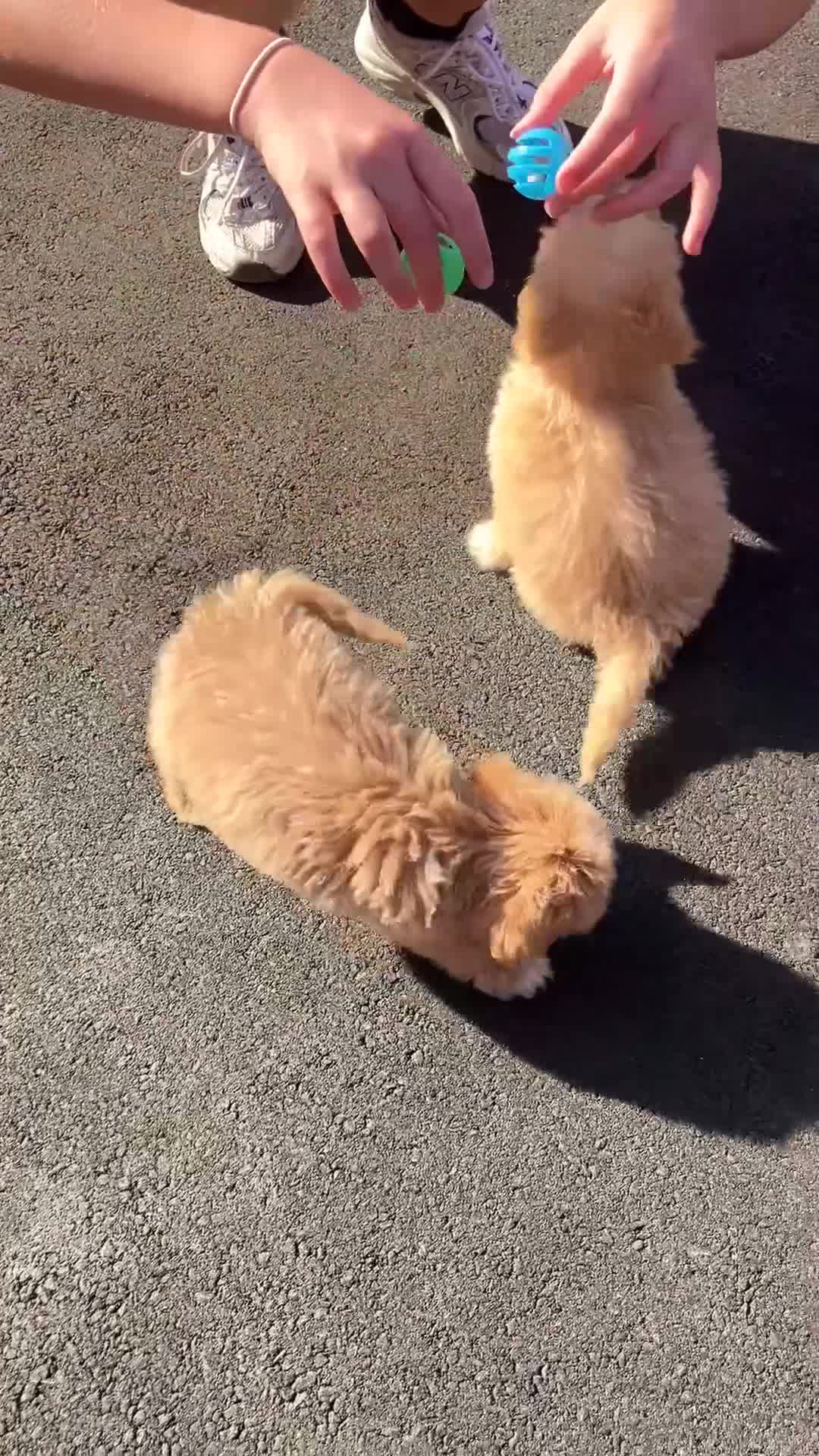 Cockapoo dogs for sale: Our baby cockapoos 🥰 - Video 1