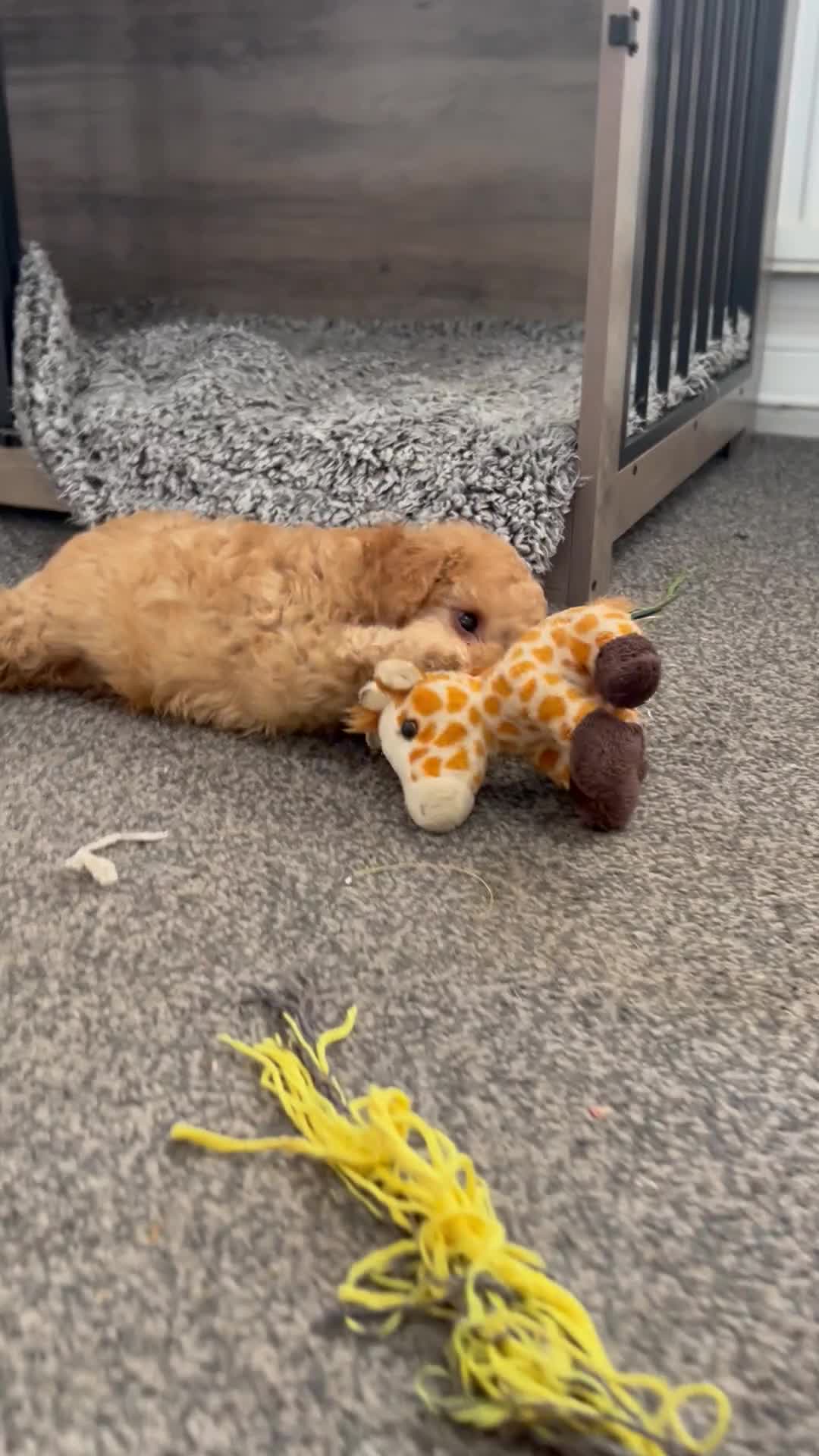 Toy Poodle dogs for sale: KC Toy Poodles Health Tested Parents - Video 1
