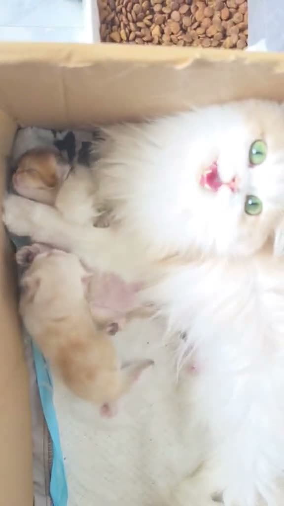 British Longhair cats for sale: 🌟 Stunning Golden Shaded British Longhair Girl 🌟 in Corby - Video 4