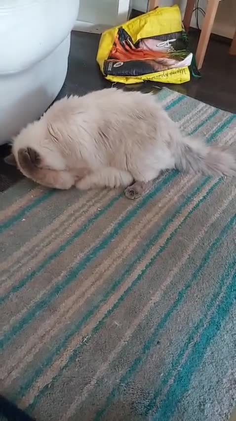 Ragdoll cats for sale: Bluepoint Ragdoll - Video 4