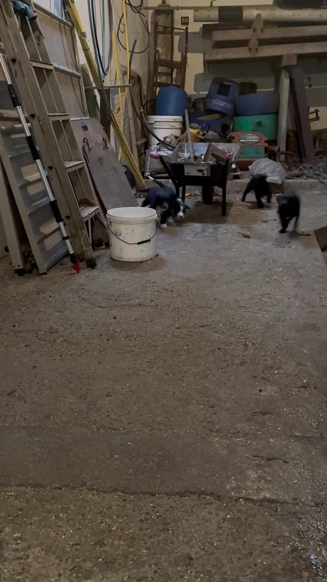 Sprollie dogs for sale: Sprollie pups - Video 1