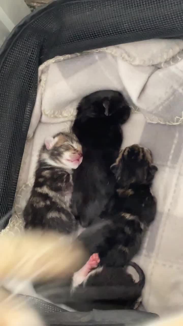 Mixed Breed cats for sale: 4 kittens don’t know gender yet  - Video 1